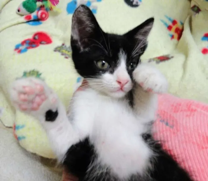 Gato ra a SRD idade 2 a 6 meses nome Batatinha