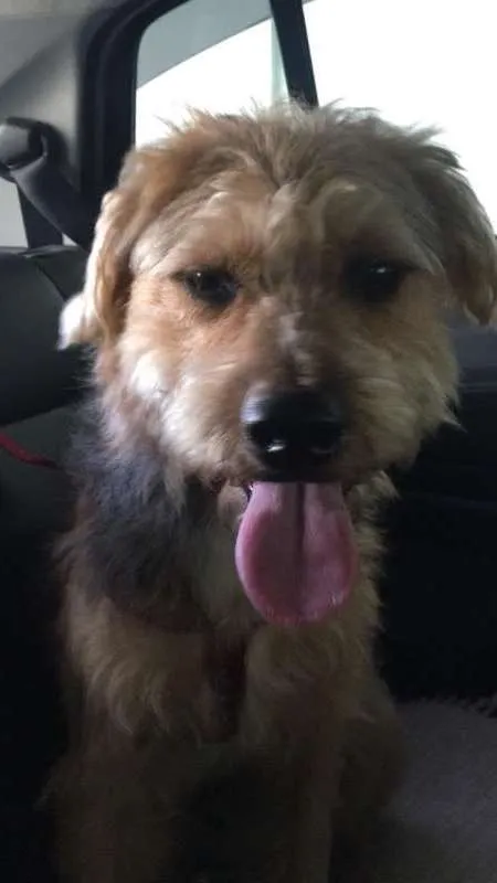 Cachorro ra a indefinido idade 1 ano nome Não sei