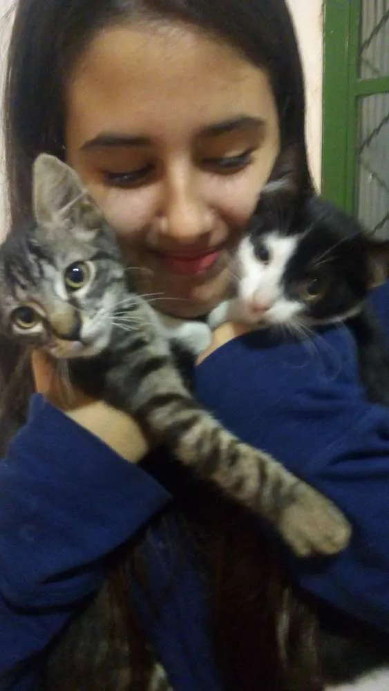 Gato raça Gato idade 2 a 6 meses nome Luk e Salém