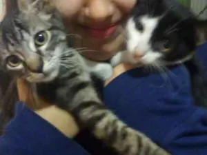Gato raça Gato idade 2 a 6 meses nome Luk e Salém