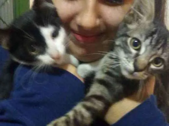 Gato raça Gato idade 2 a 6 meses nome Luk e Salém