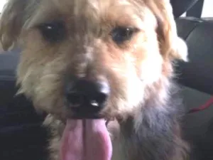 Cachorro raça indefinido idade 1 ano nome Não sei