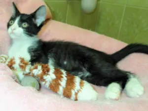 Gato raça SRD idade 2 a 6 meses nome Batatinha