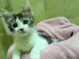 Romie