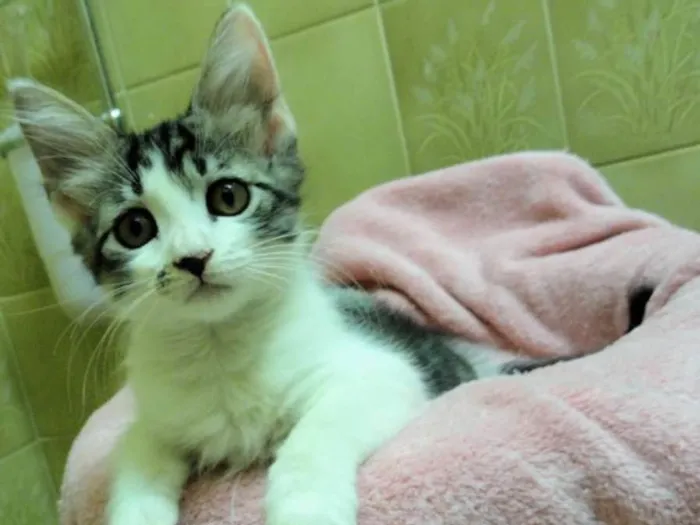 Gato ra a SRD idade 2 a 6 meses nome Romie