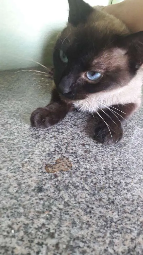 Gato ra a Vt idade 1 ano nome Nina 