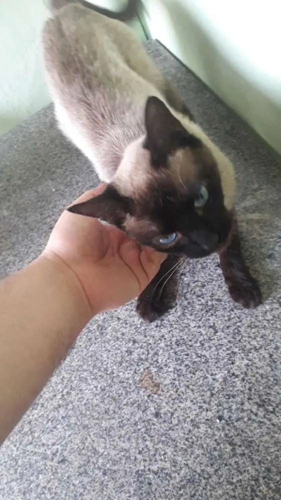 Gato ra a Vt idade 1 ano nome Nina 