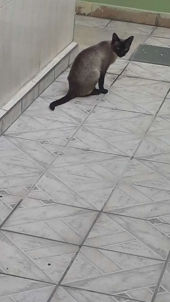 Gato ra a Vt idade 1 ano nome Nina 