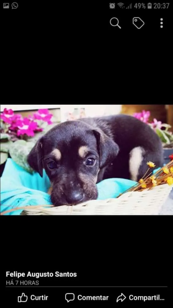 Cachorro raça Indefinida idade 2 a 6 meses nome Não tem ainda
