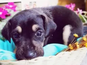 Cachorro raça Indefinida idade 2 a 6 meses nome Não tem ainda