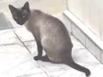 Nina 