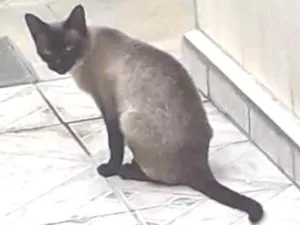 Gato raça Vt idade 1 ano nome Nina 