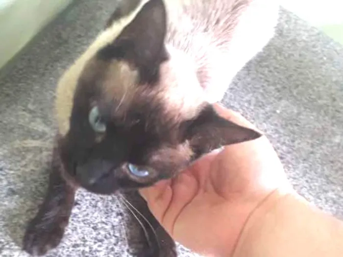 Gato ra a Vt idade 1 ano nome Nina 