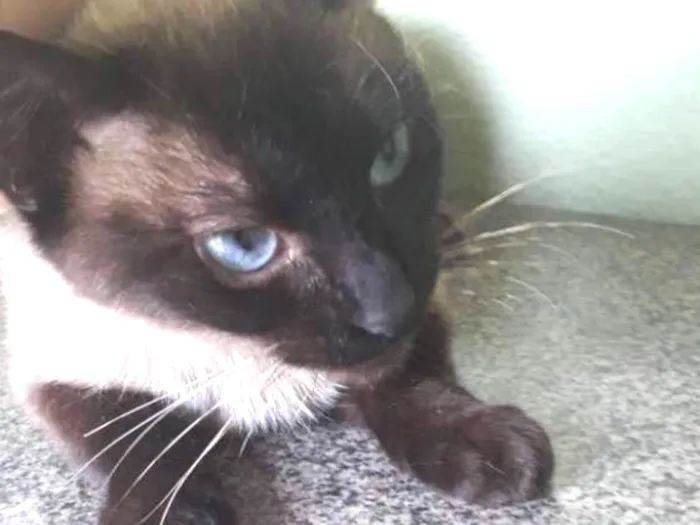 Gato ra a Vt idade 1 ano nome Nina 