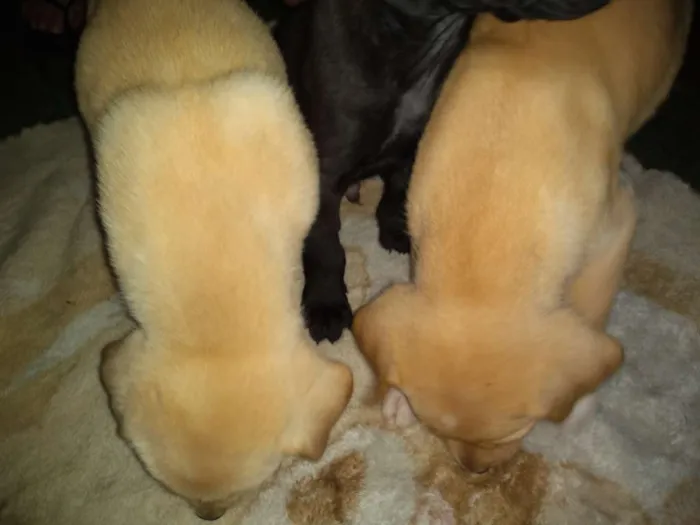 Cachorro ra a  Labrador com Pitbull idade Abaixo de 2 meses nome Sem nome