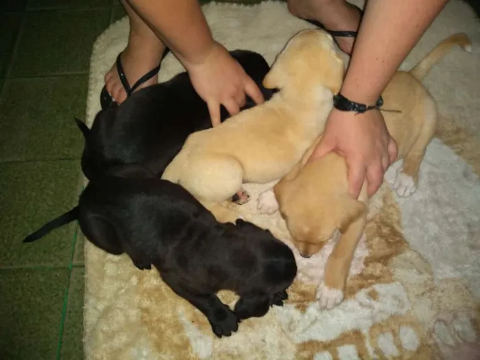 Cachorro ra a  Labrador com Pitbull idade Abaixo de 2 meses nome Sem nome