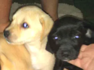 Cachorro raça  Labrador com Pitbull idade Abaixo de 2 meses nome Sem nome