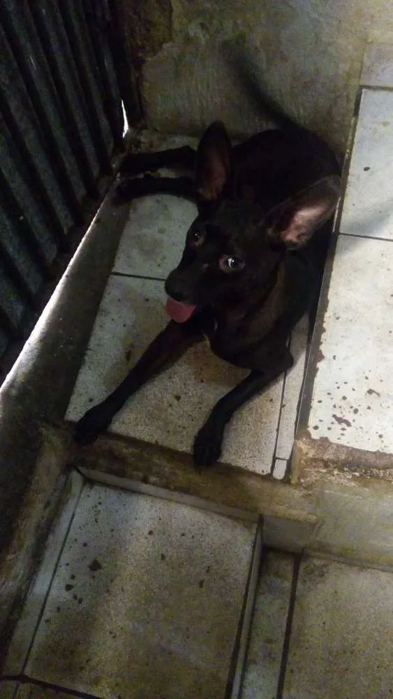 Cachorro ra a Srd idade 2 anos nome Layddy