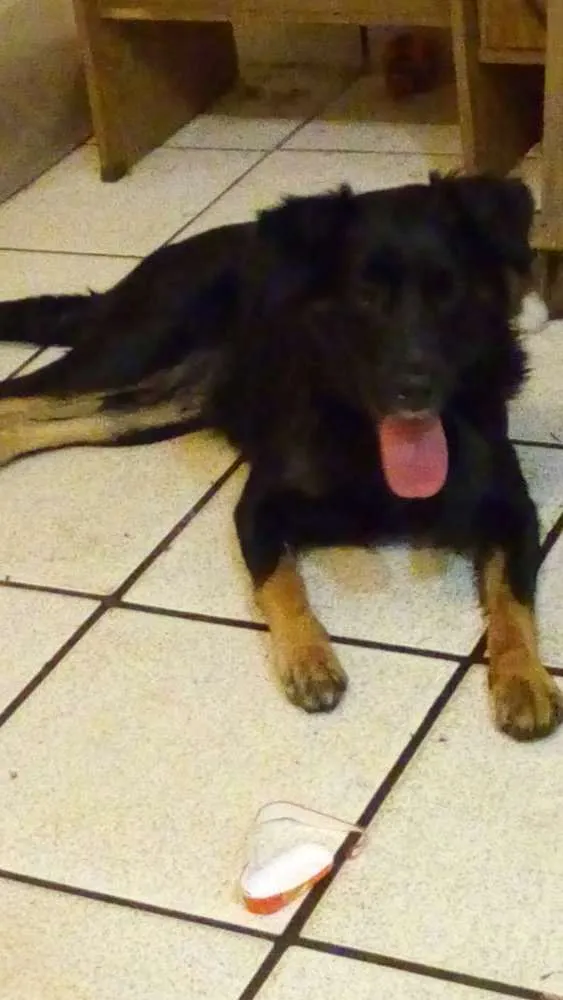 Cachorro ra a Srd idade 1 ano nome Nina