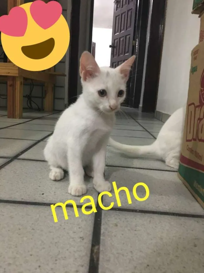 Gato ra a Não definida idade 2 a 6 meses nome Gatinhos