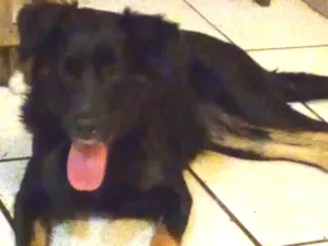 Cachorro raça Srd idade 1 ano nome Nina