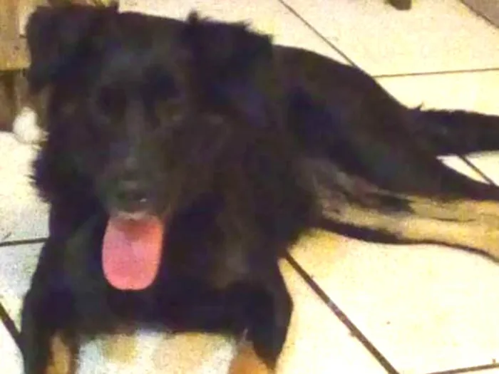 Cachorro ra a Srd idade 1 ano nome Nina
