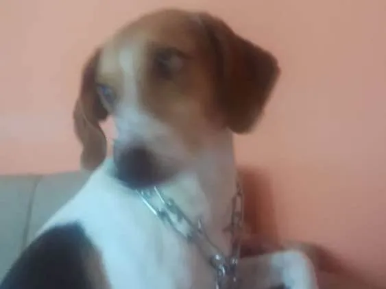 Cachorro raça Srd idade 2 anos nome Mel
