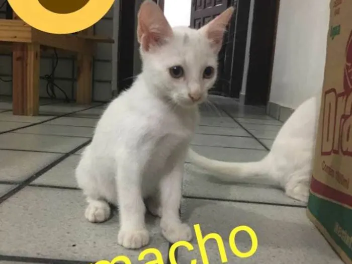 Gato ra a Não definida idade 2 a 6 meses nome Gatinhos