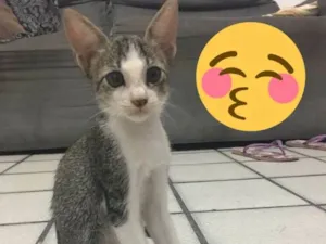 Gato raça Não definida idade 2 a 6 meses nome Gatinhos