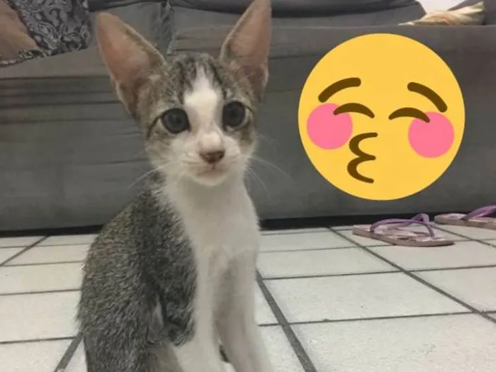 Gato ra a Não definida idade 2 a 6 meses nome Gatinhos