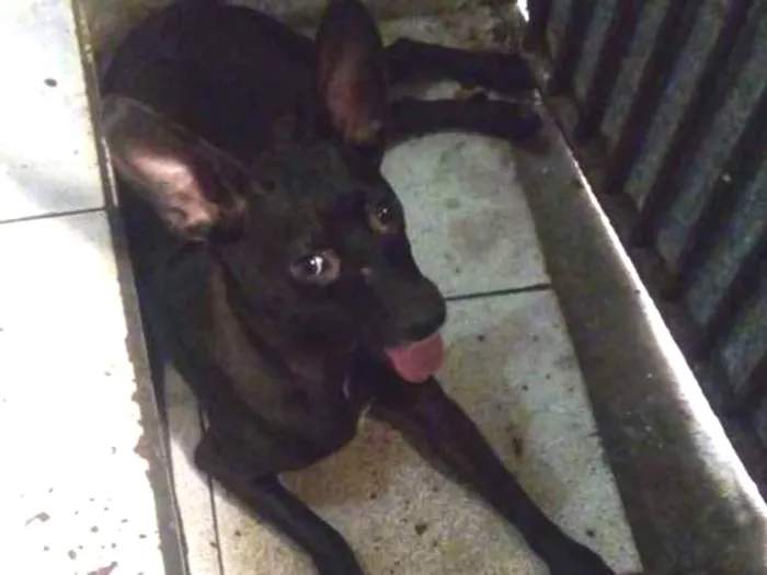Cachorro ra a Srd idade 2 anos nome Layddy
