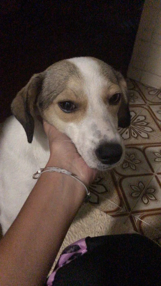 Cachorro ra a Srd (beagle) idade 7 a 11 meses nome Pastel