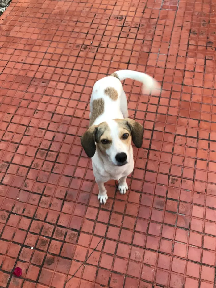 Cachorro ra a Srd (beagle) idade 7 a 11 meses nome Pastel