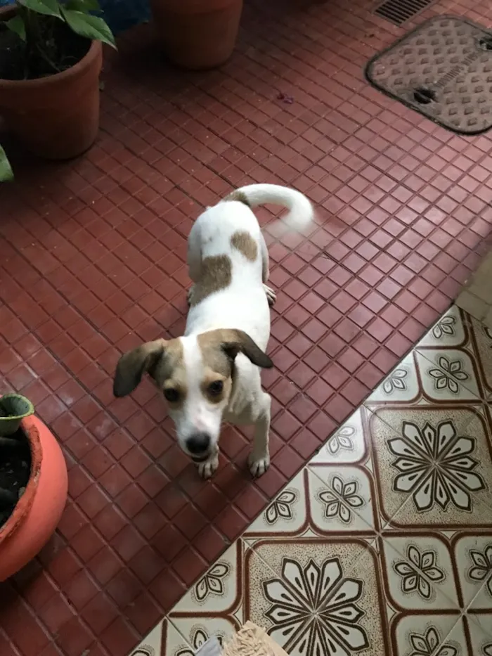 Cachorro ra a Srd (beagle) idade 7 a 11 meses nome Pastel