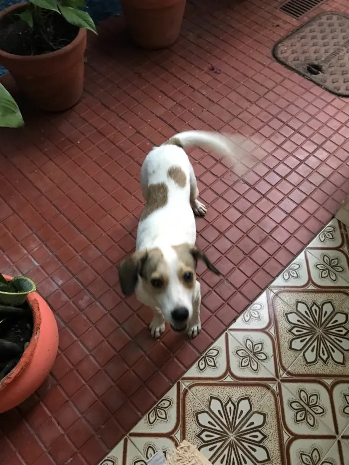 Cachorro ra a Srd (beagle) idade 7 a 11 meses nome Pastel