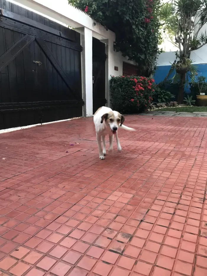 Cachorro ra a Srd (beagle) idade 7 a 11 meses nome Pastel