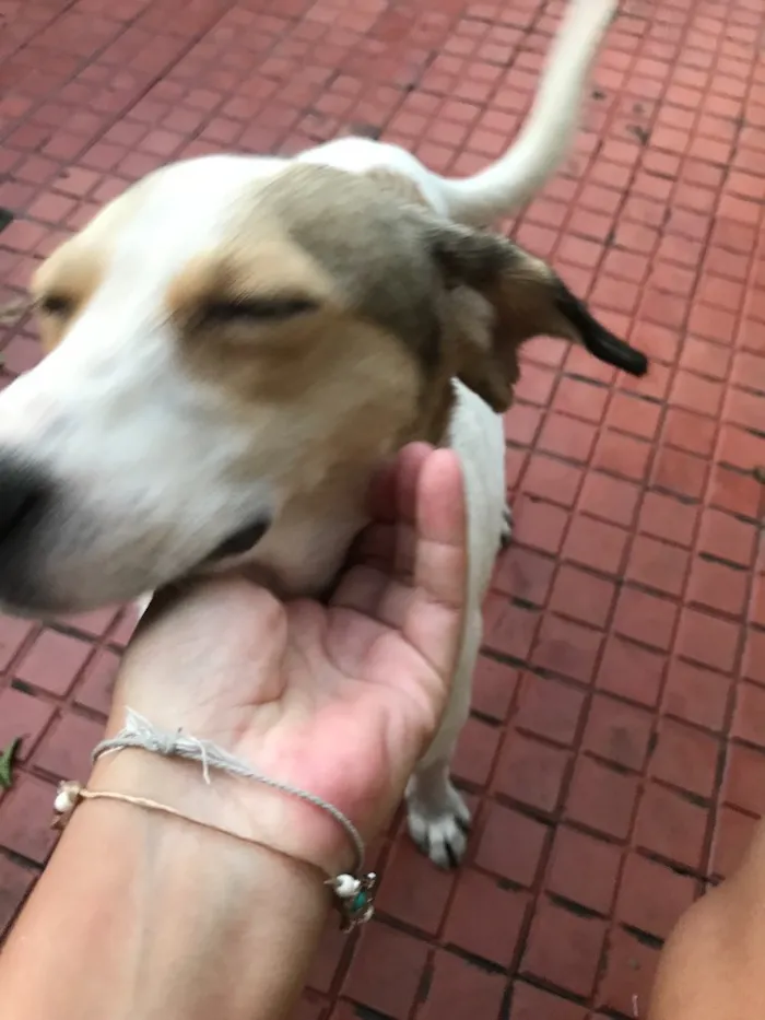 Cachorro ra a Srd (beagle) idade 7 a 11 meses nome Pastel