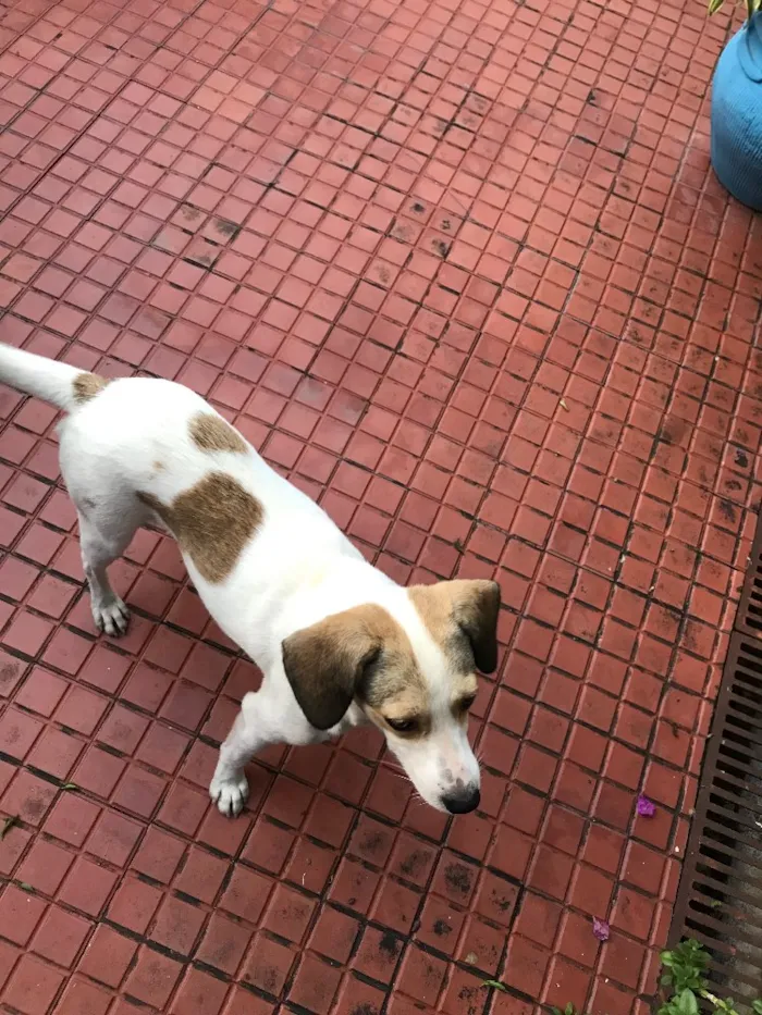 Cachorro ra a Srd (beagle) idade 7 a 11 meses nome Pastel