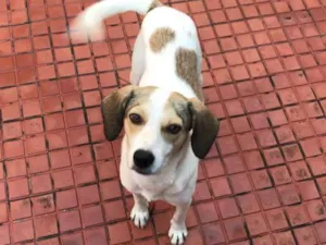 Cachorro raça Srd (beagle) idade 7 a 11 meses nome Pastel