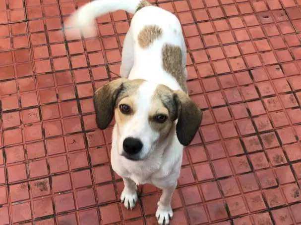 Cachorro ra a Srd (beagle) idade 7 a 11 meses nome Pastel