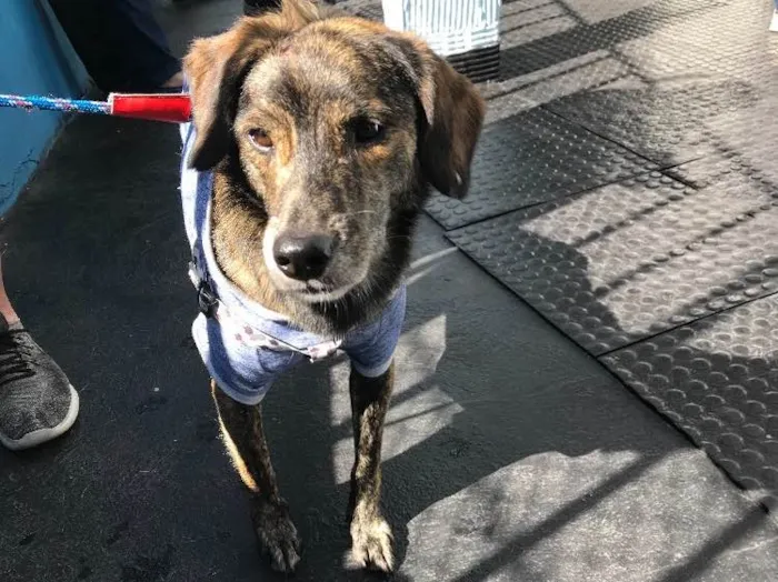 Cachorro ra a vira latas idade 2 anos nome Tigrão