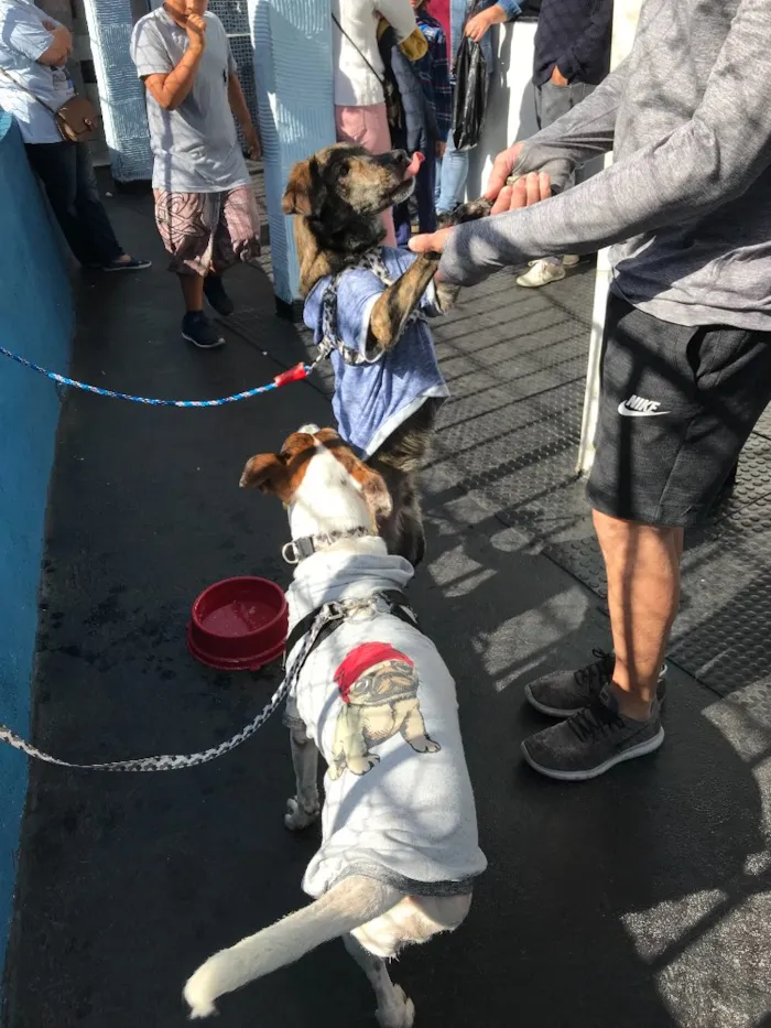 Cachorro ra a vira latas idade 2 anos nome Tigrão
