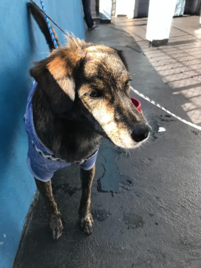 Cachorro ra a vira latas idade 2 anos nome Tigrão
