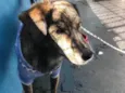 Tigrão