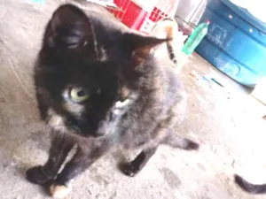 Gato raça Srd idade 2 a 6 meses nome Margarida