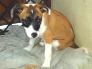 Cachorro raça SRD idade 2 a 6 meses nome Sem nome