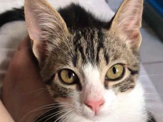 Gato ra a  idade 7 a 11 meses nome Zoe