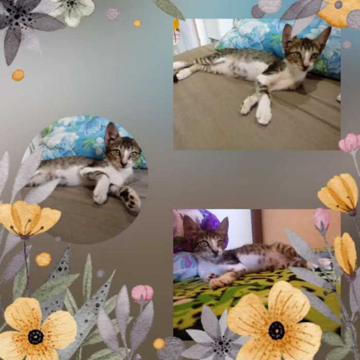 Gato raça Srd idade 2 a 6 meses nome Sofía