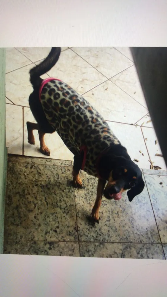 Cachorro ra a srd idade 4 anos nome cléo