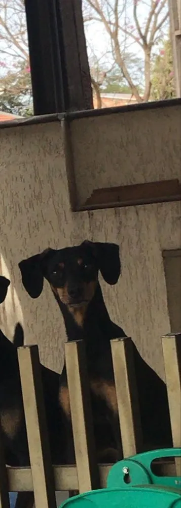 Cachorro ra a srd idade 4 anos nome cléo